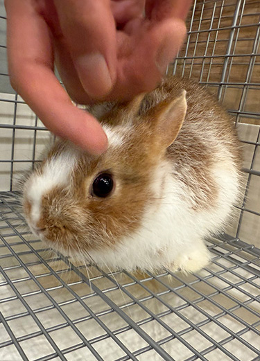 kleinegeluk_イメージ_2